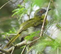 Apalis flavida