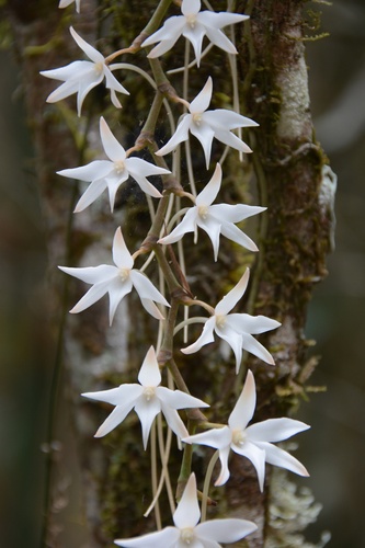Aerangis articulata