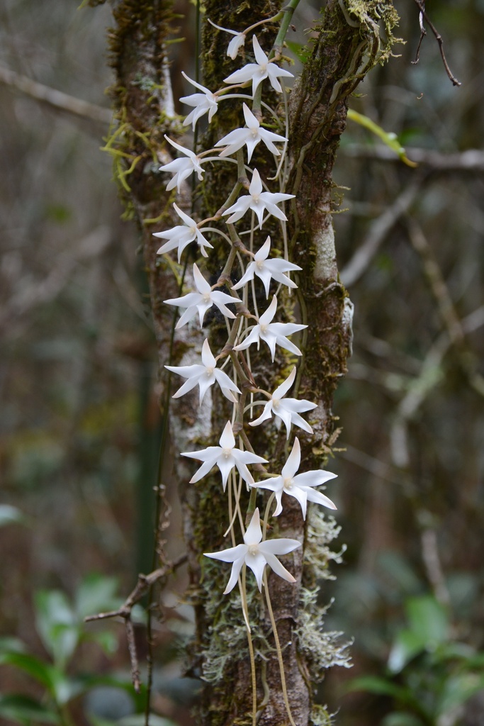 Aerangis articulata