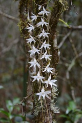 Aerangis articulata, photograph (c) Rosario Douglas, some rights reserved (CC BY)