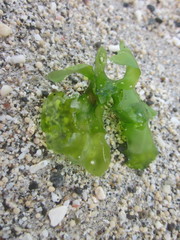 Ulvaceae