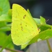 Cloudless Sulphur - Photo (c) Carol Oeller, some rights reserved (CC BY-NC), uploaded by Carol Oeller
