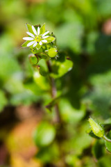 Stellaria media