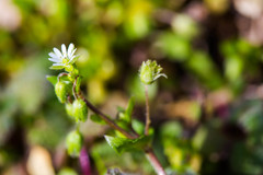 Stellaria media