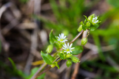 Stellaria media