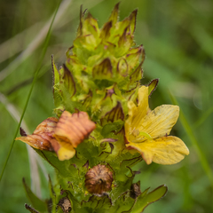 Alectra sessiliflora