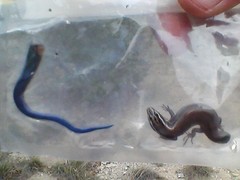 Plestiodon tetragrammus