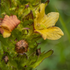 Alectra sessiliflora