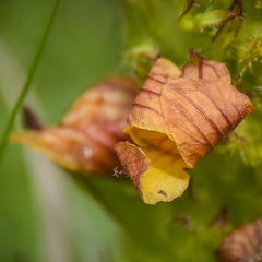 Alectra sessiliflora