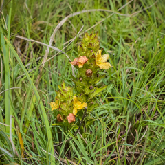 Alectra sessiliflora