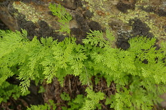 Cryptogramma crispa