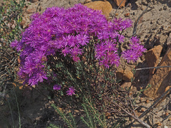 Lampranthus leptosepalus