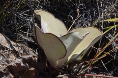 Kalanchoe synsepala image