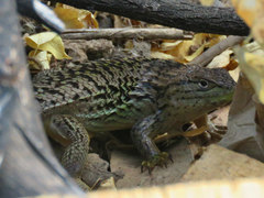 Liolaemus chiliensis