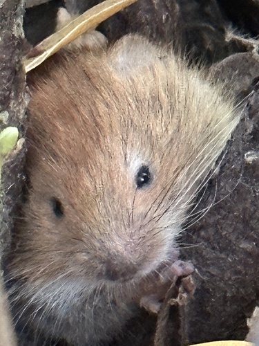 Sonoma Tree Vole (Arborimus pomo) — Near Threatened Mammalia