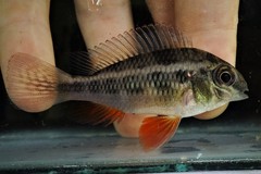 Crenicara punctulata