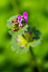 Lamium amplexicaule