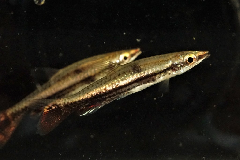 Poisson-crayon oblique (Nannostomus eques)