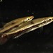Brown Pencilfish - Photo (c) Anthony Giardenelli, some rights reserved (CC BY-NC), uploaded by Anthony Giardenelli