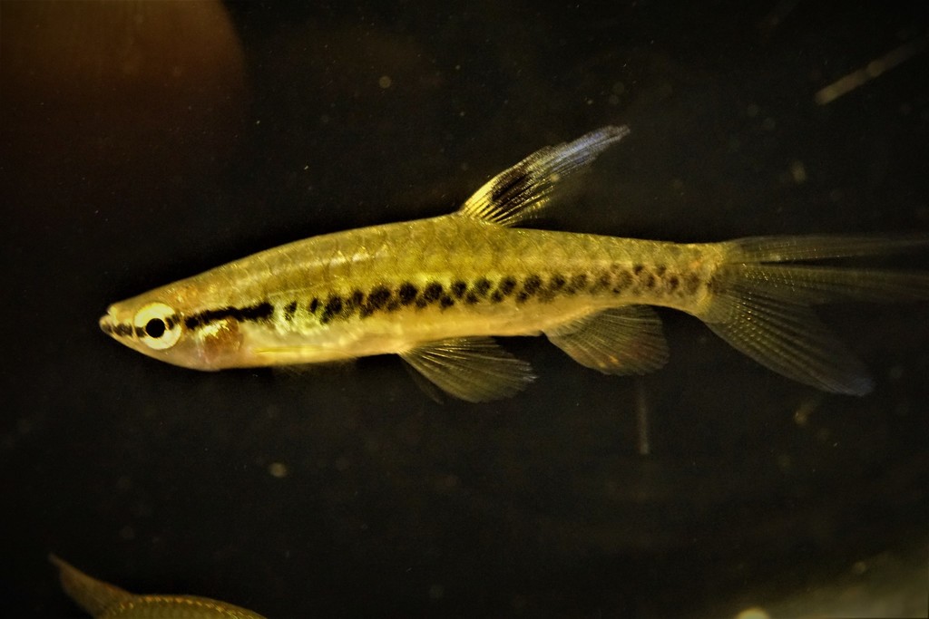 Zigzag pyrrhulina (Pyrrhulina zigzag) — Lebiasinidae