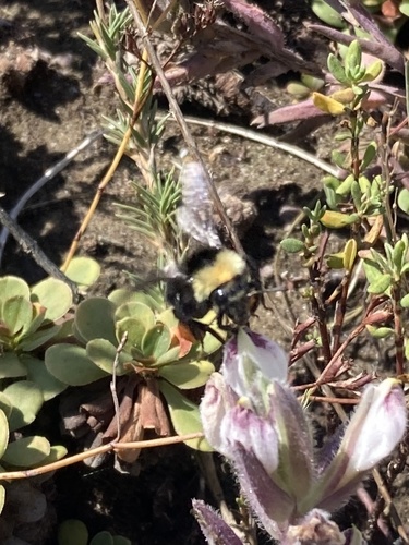 iNaturalist observation photo of California Bumble Bee