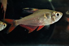 Hyphessobrycon