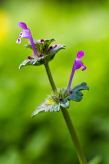 Lamium amplexicaule