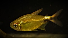 Hemigrammus pulcher