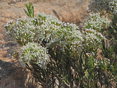 Agathosma bisulca