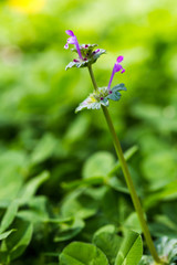 Lamium amplexicaule