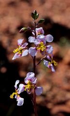 Cyanella cygnea