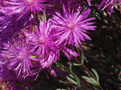 Lampranthus leptosepalus