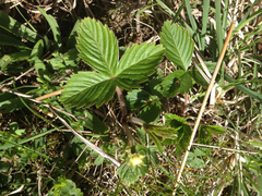 Fragaria vesca americana