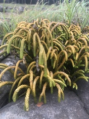 Phlegmariurus gnidioides