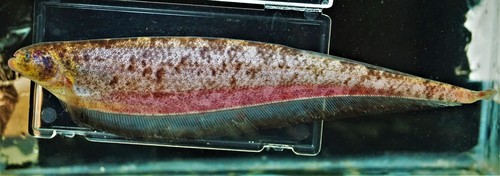 Whale knifefish (Adontosternarchus balaenops) — Apteronotidae