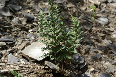 Paragymnopteris marantae