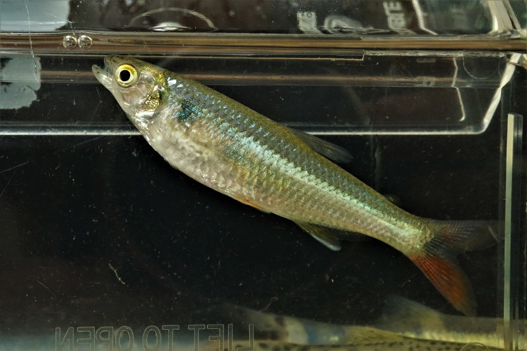 Lesser bloodfin tetra (Aphyocharax pusillus) — Characidae