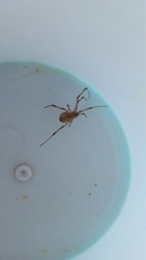 Latrodectus geometricus