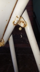 Latrodectus geometricus