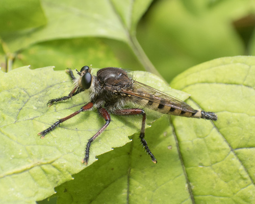 Camillus Fly Photo 312704854, (c) dillonmr, some rights reserved (CC BY-NC ...