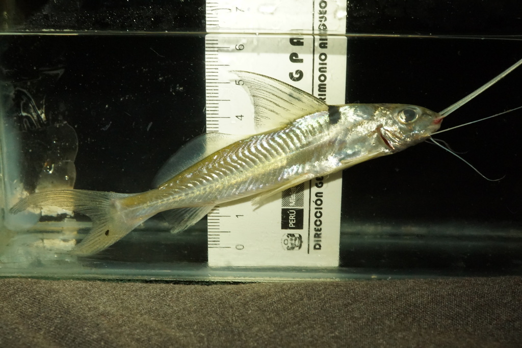 Knight catfish (Cheirocerus eques) — Pimelodidae