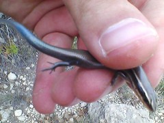 Plestiodon tetragrammus