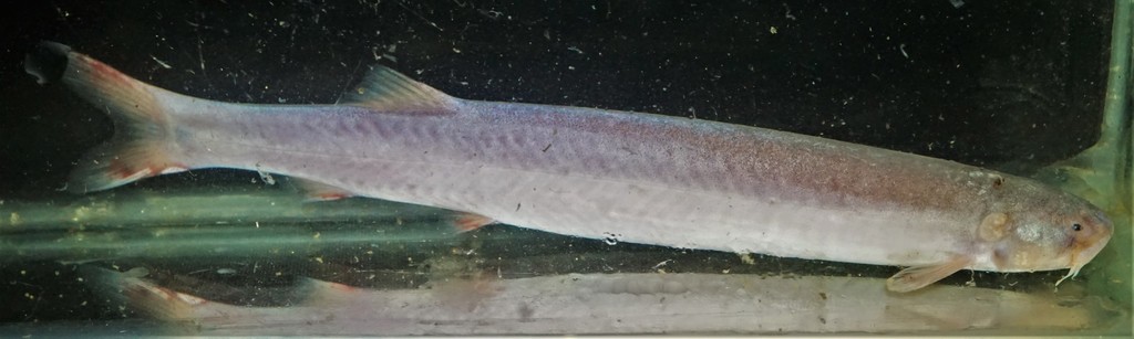 Smalleye candiru (Pareiodon microps) — Trichomycteridae