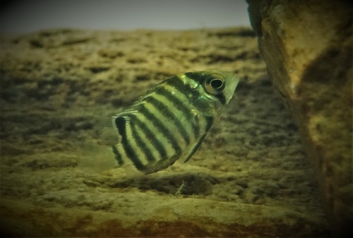 Severum (Heros efasciatus) — Cichlidae — 5