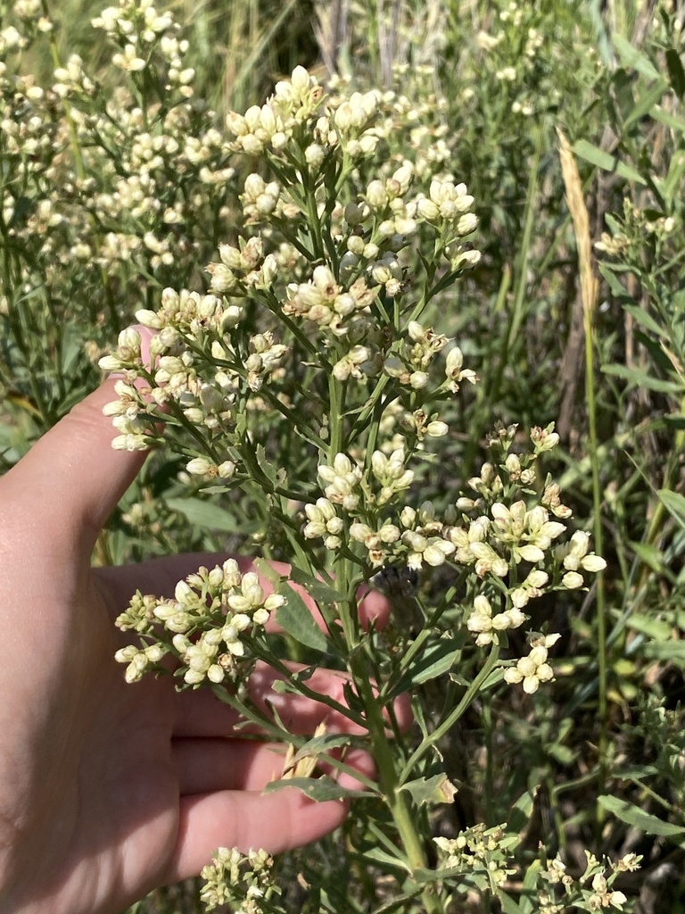 willow baccharis from Canyon, TX, US on August 21, 2023 at 03:31 PM by ...