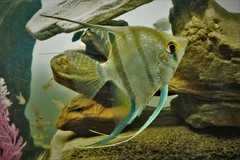 Pterophyllum scalare