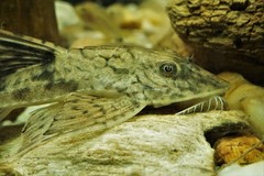 Loricaria