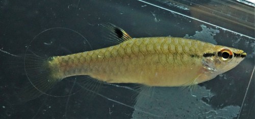 Korte pyrrhulina (Pyrrhulina brevis) — Lebiasinidae — 3