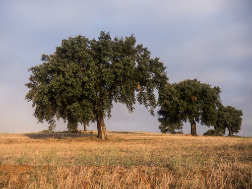 cork oak