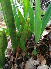 Prosthechea michuacana